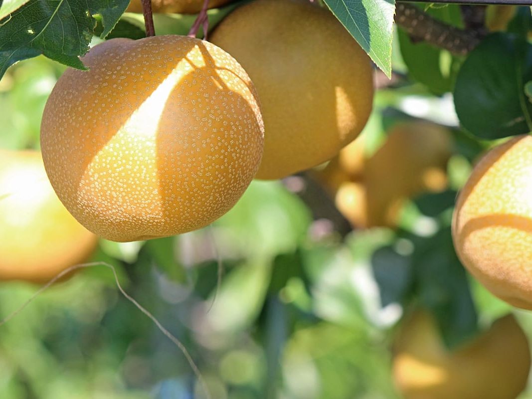 Jonge geënte fruitbomen op de kwekerij in Drenthe