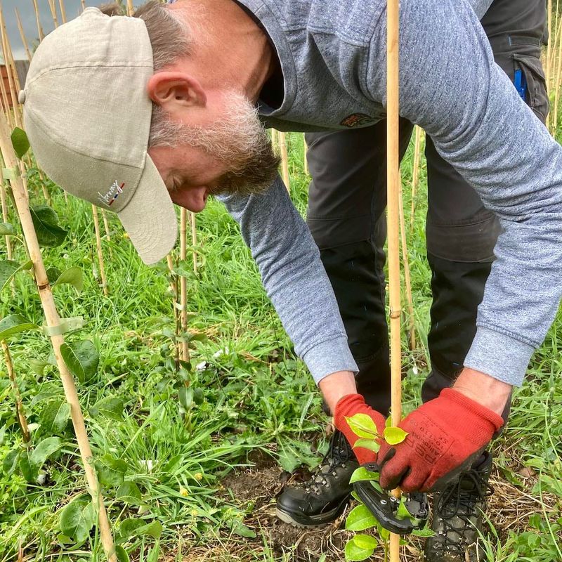 Een van de kwekers ent een jonge fruitboom
