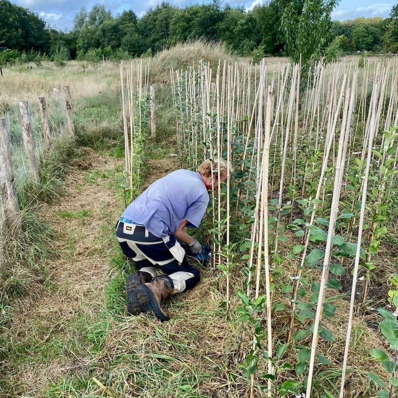 Een van de kwekers aan het werk tussen de jonge fruitbomen